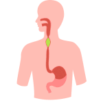 Seedimise ja seedetrakti lisandid – osta IRON DUSTist seedeelundite tervise toetuseks