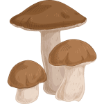 Mushroom supplements – buy at IRON DUST for health and immunity