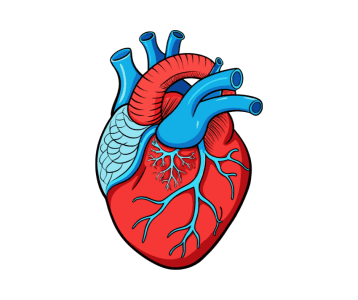 Blood vessels and heart