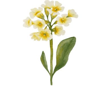 Õhtuküüvikuõli lisandid – osta IRON DUSTist naha, juuste ja hormonaalse tasakaalu toetuseks