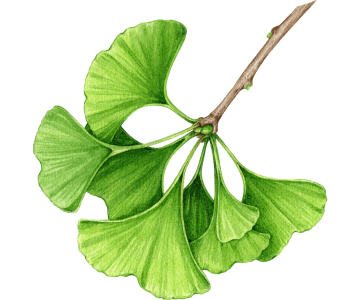 Ginkgo Biloba – aju ja vereringe toetuseks
