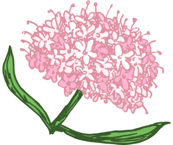 Palderjan – rahu ja lõõgastuse toetamiseks