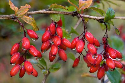 Berberiin kapslid, toidulisand