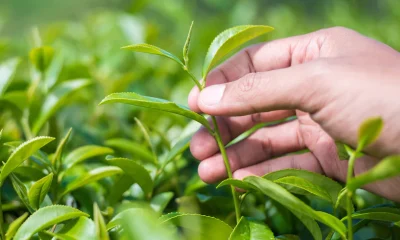 Green Tea Extract supplement photo for sports nutrition store