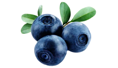 Bilberry supplement product photo on IRON DUST website