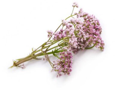 Valerian supplement product photo on IRON DUST website